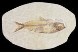 Bargain, Fossil Fish (Knightia) - Wyoming #89150-1